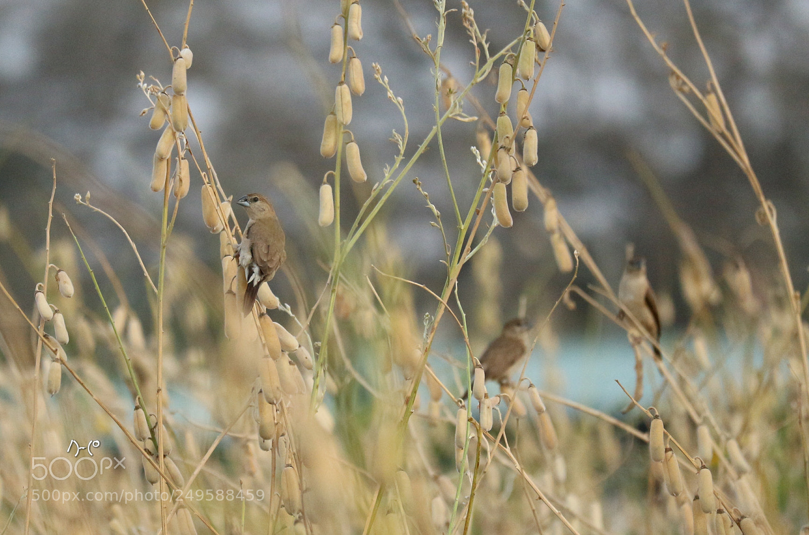 Canon EOS M10 sample photo. Small birds photography