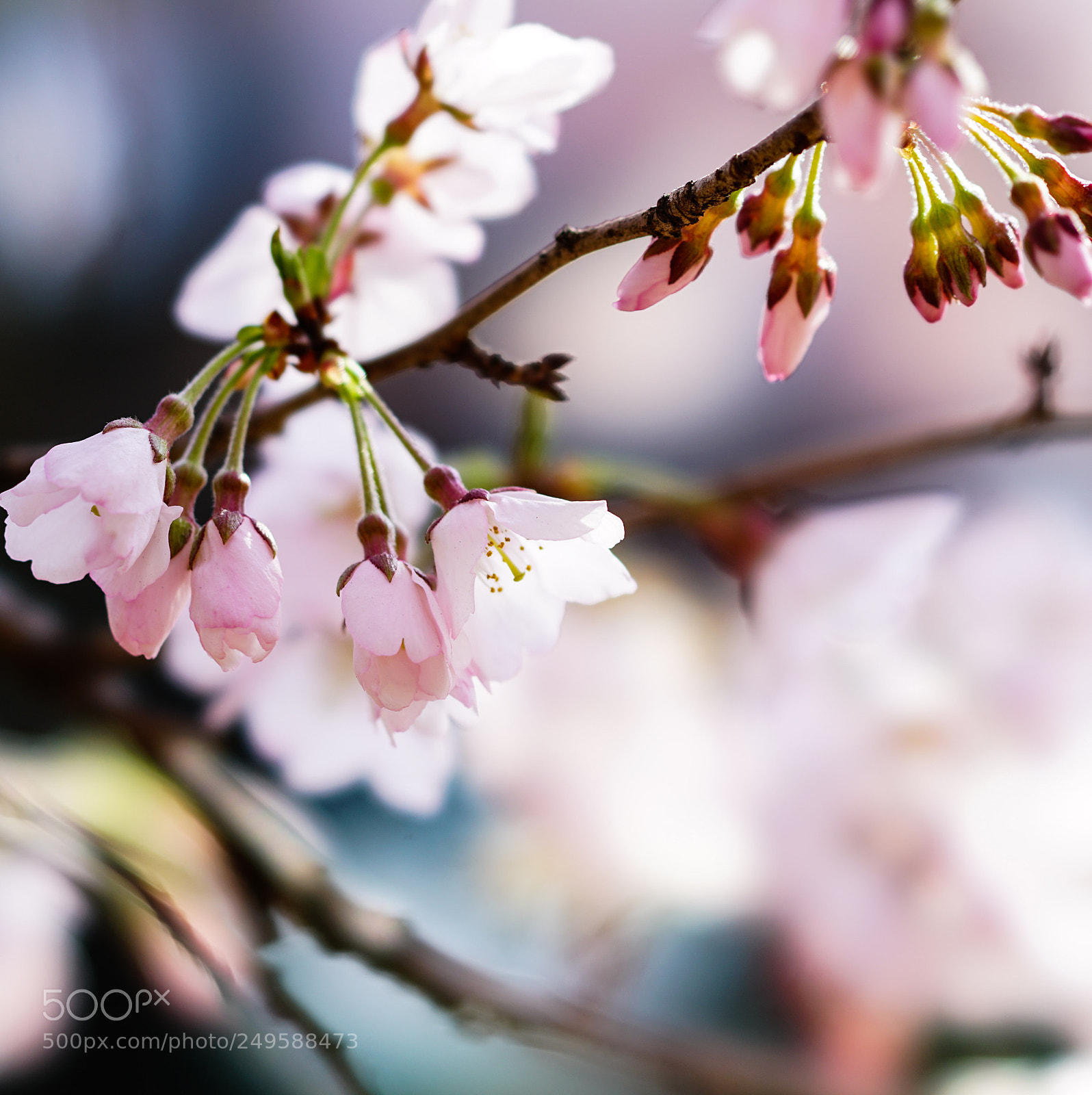 Sony a7R II sample photo. 開花宣言 2018-1 photography