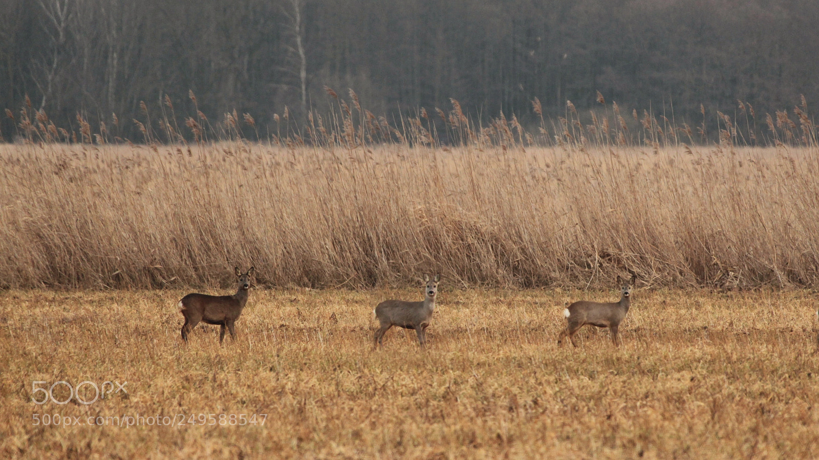 Canon EOS-1D Mark IV sample photo. Untitled photography