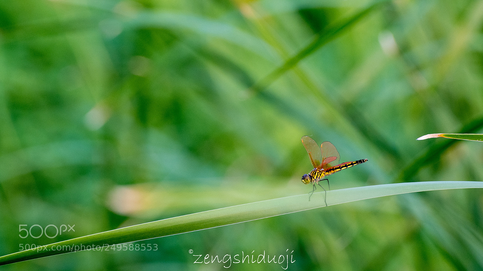 Nikon D500 sample photo. 歇歇脚 photography