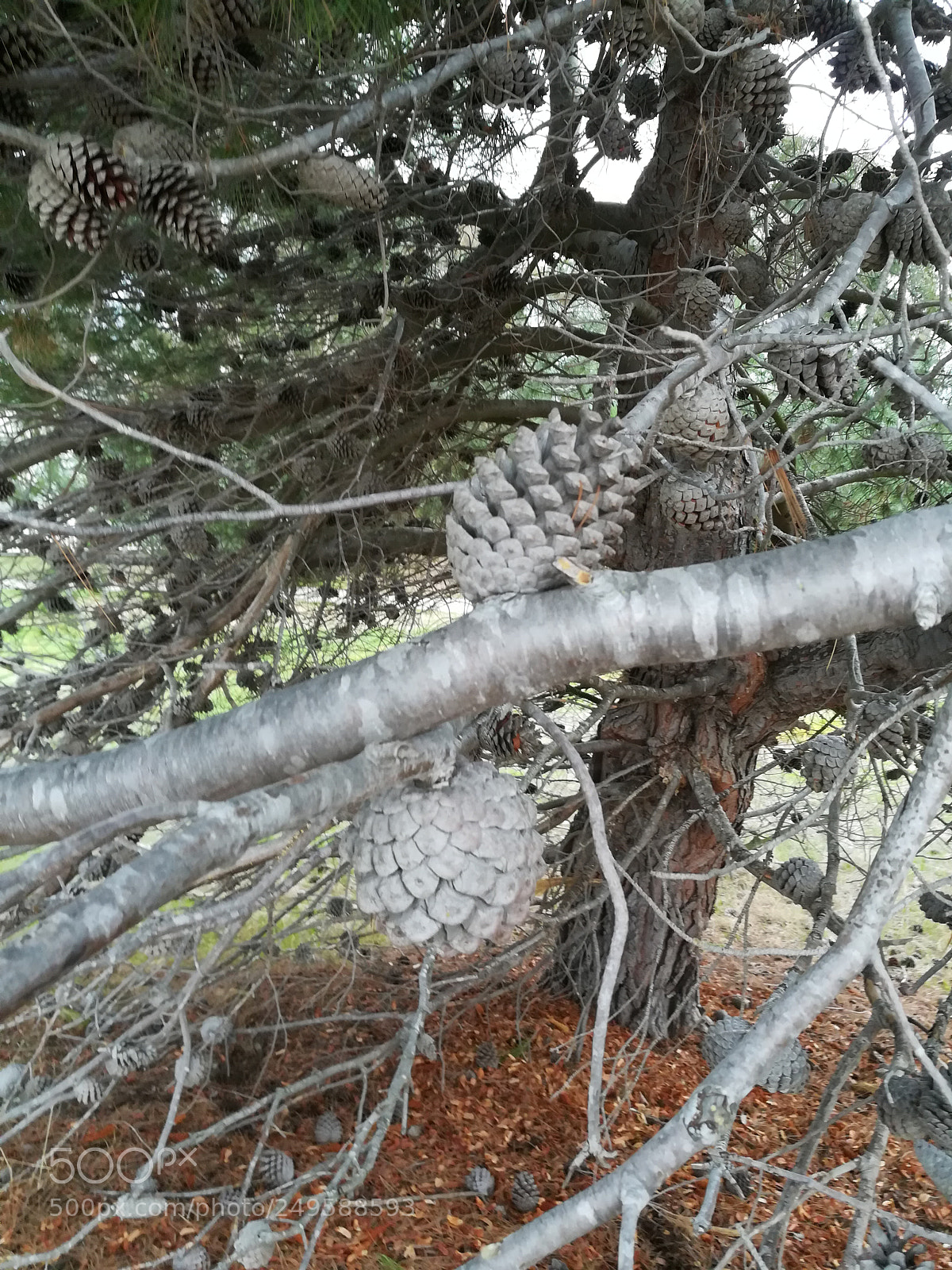 HUAWEI honor 6x sample photo. Track near the lake photography