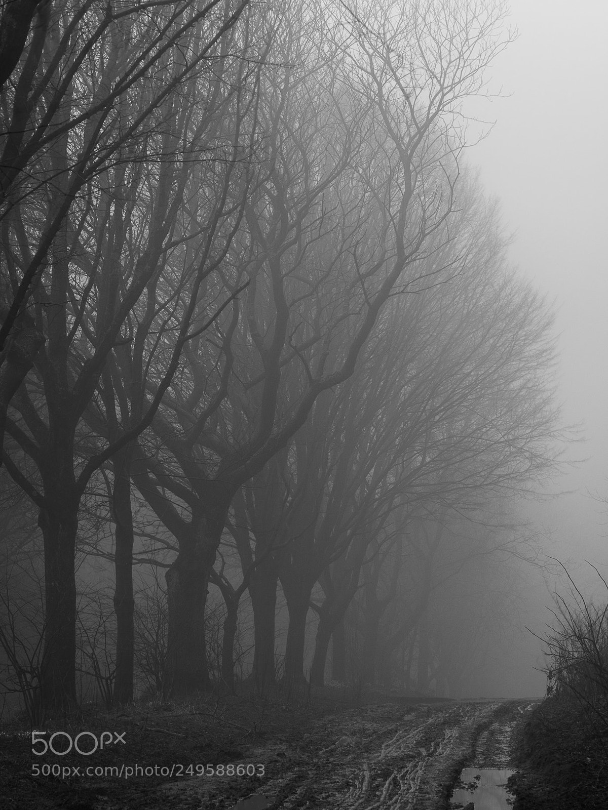 Olympus OM-D E-M10 II sample photo. Eerie forest photography