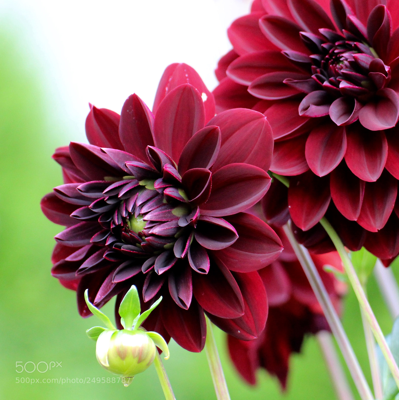 Canon EOS 700D (EOS Rebel T5i / EOS Kiss X7i) sample photo. Dahlia red ii photography