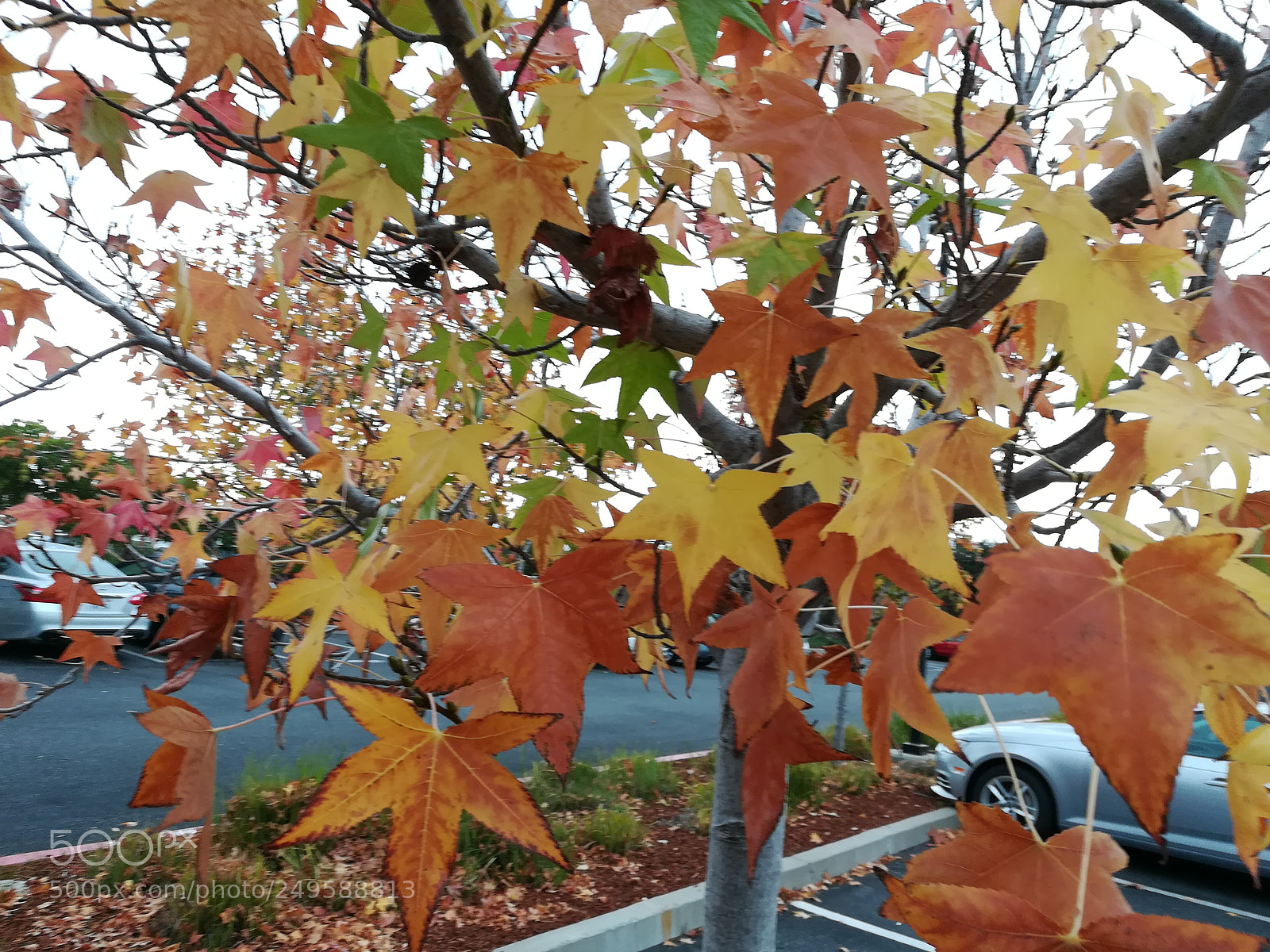 HUAWEI honor 6x sample photo. Walkway photography