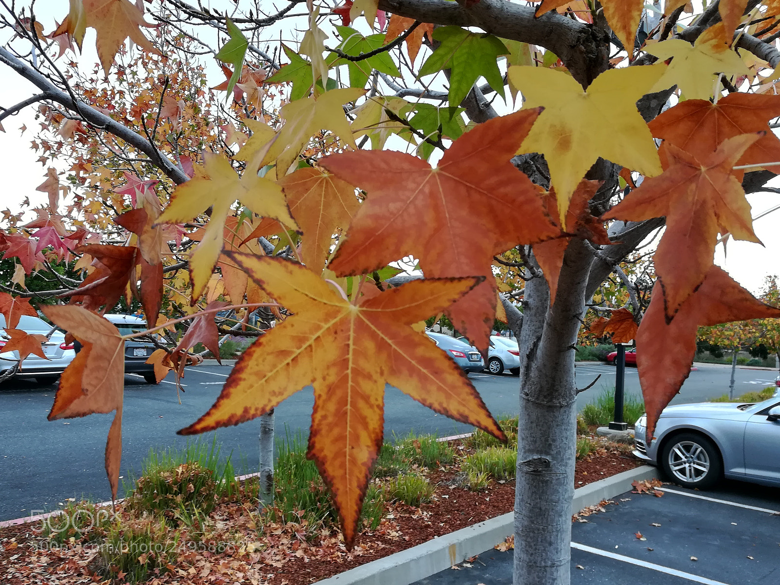 HUAWEI honor 6x sample photo. Walkway photography
