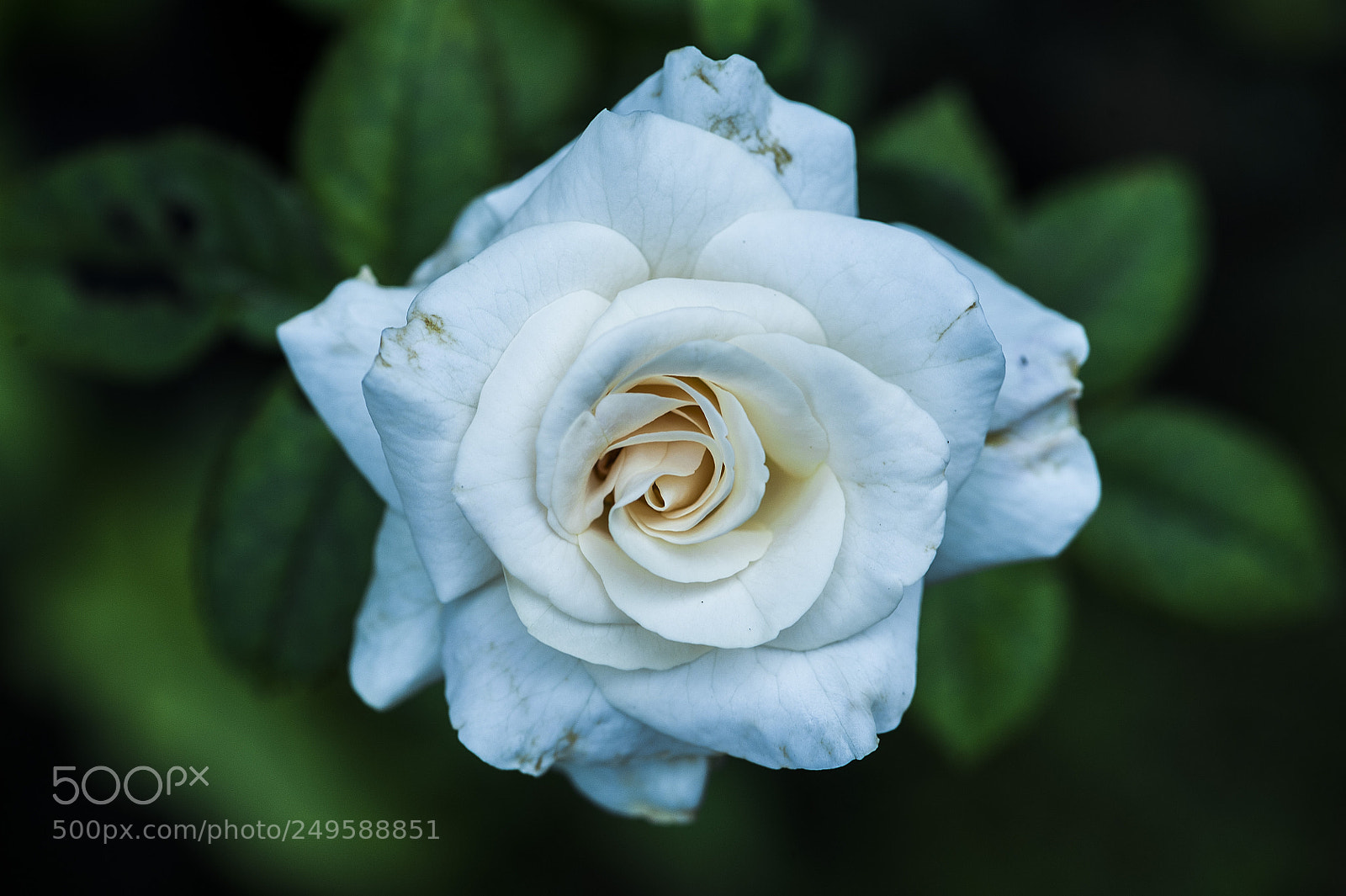 Nikon D700 sample photo. Deep inside photography