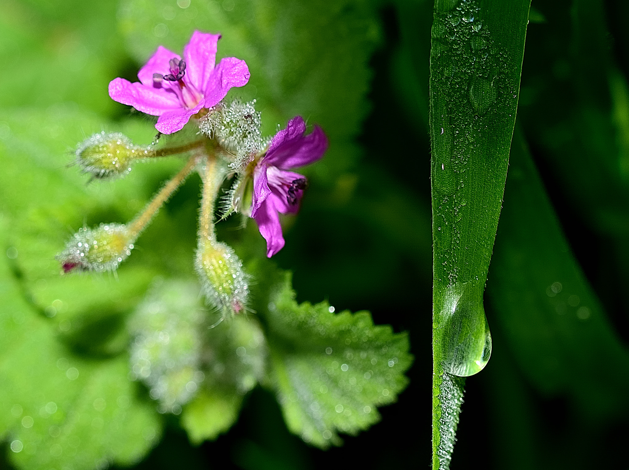 Sigma 105mm F2.8 EX DG OS HSM sample photo. Ds photography