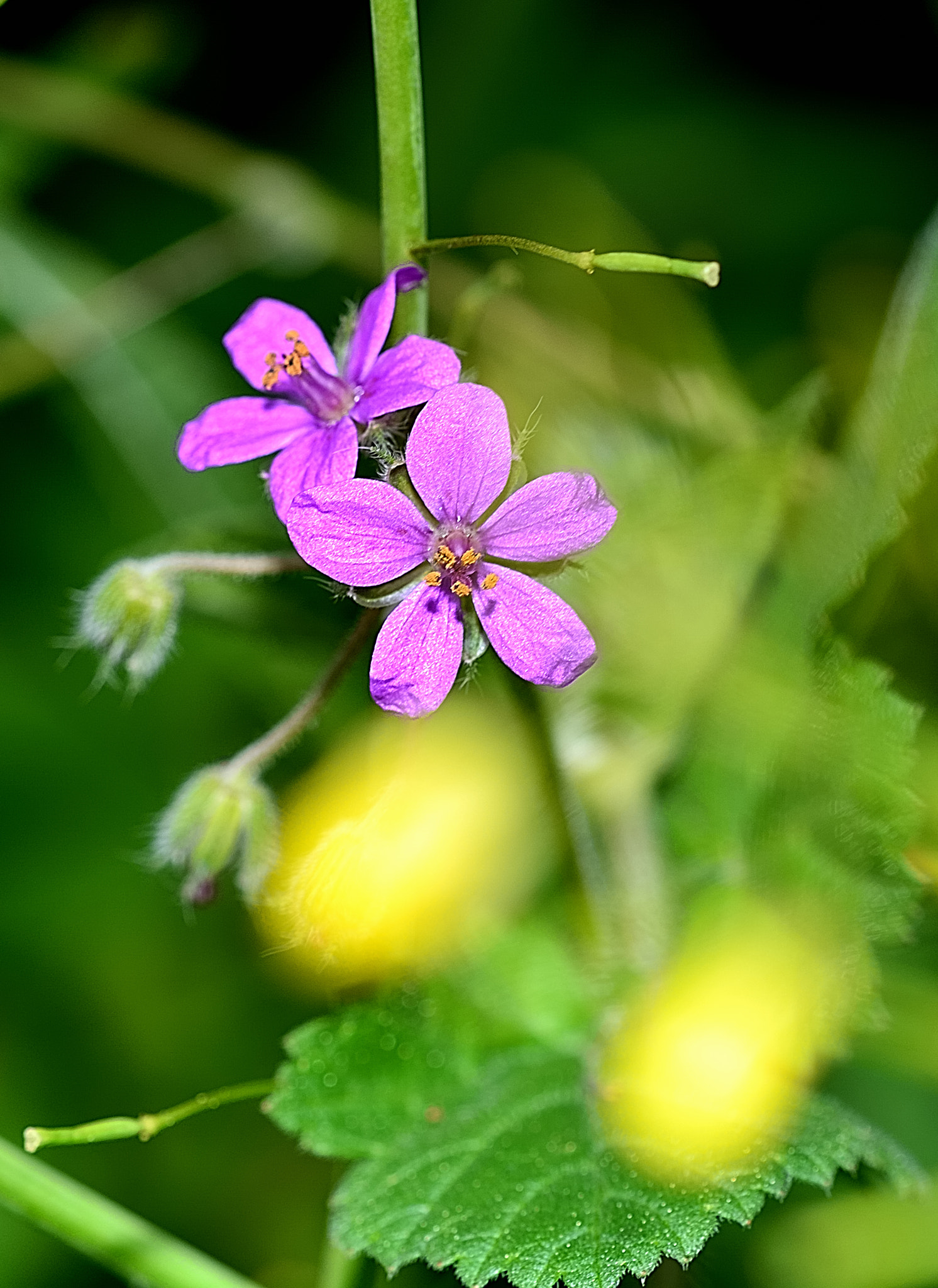 Sigma 105mm F2.8 EX DG OS HSM sample photo. Ds photography