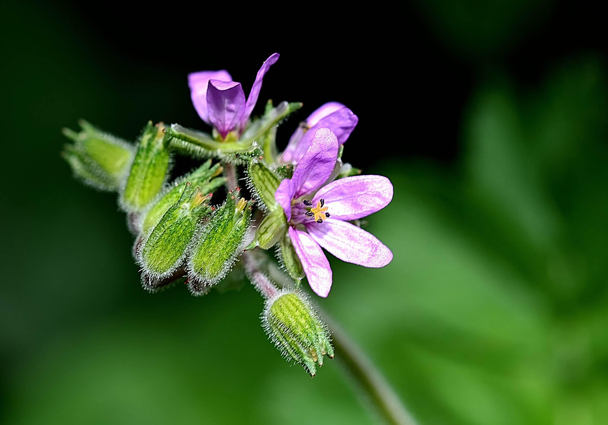 Sigma 105mm F2.8 EX DG OS HSM sample photo. Ds photography