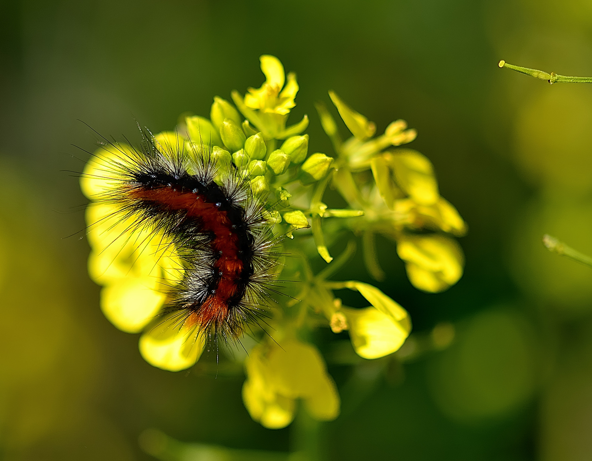 Nikon D7100 + Sigma 105mm F2.8 EX DG OS HSM sample photo. Ds photography