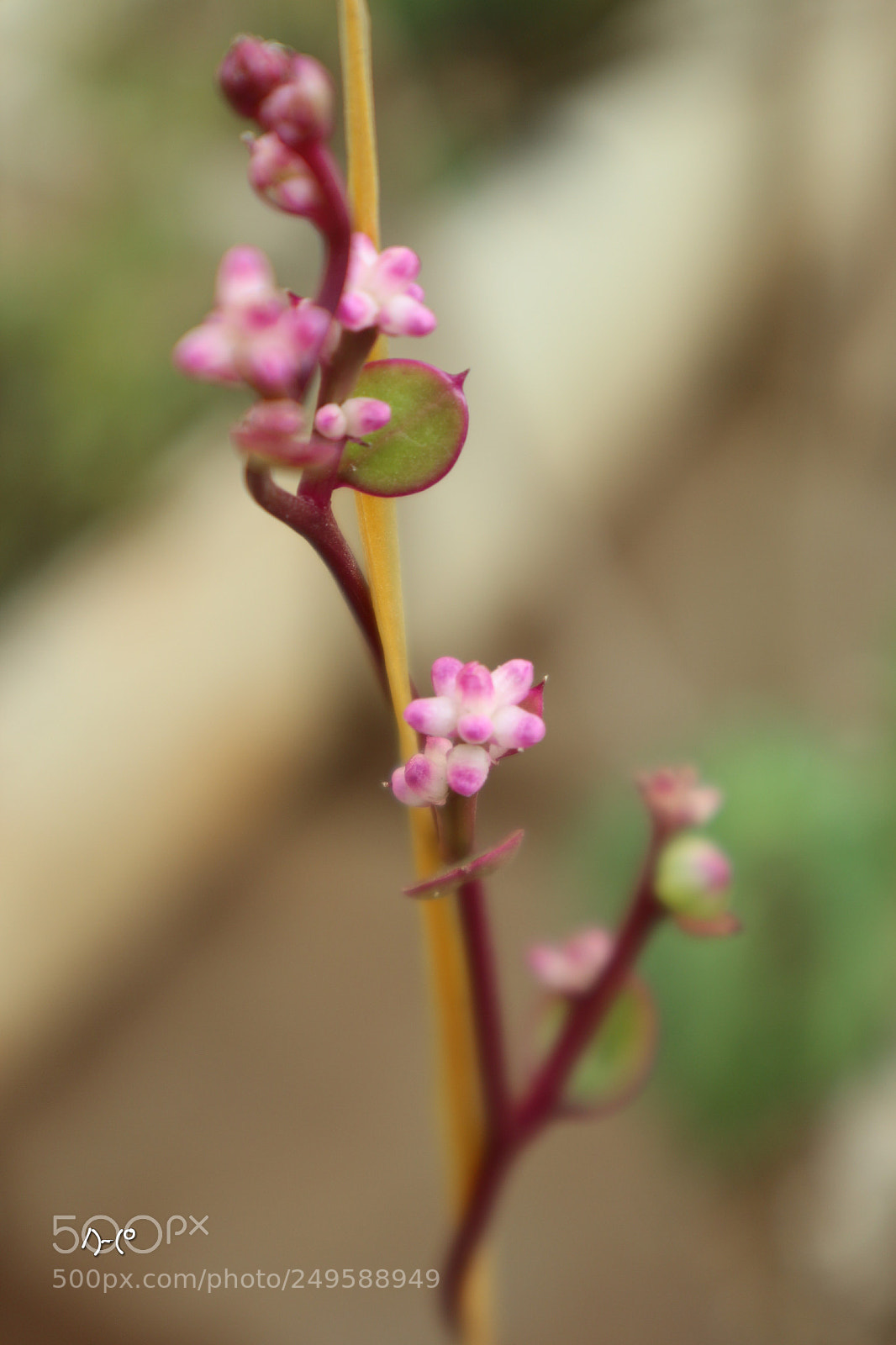 Canon EOS M10 sample photo. Climber flower and leaf photography