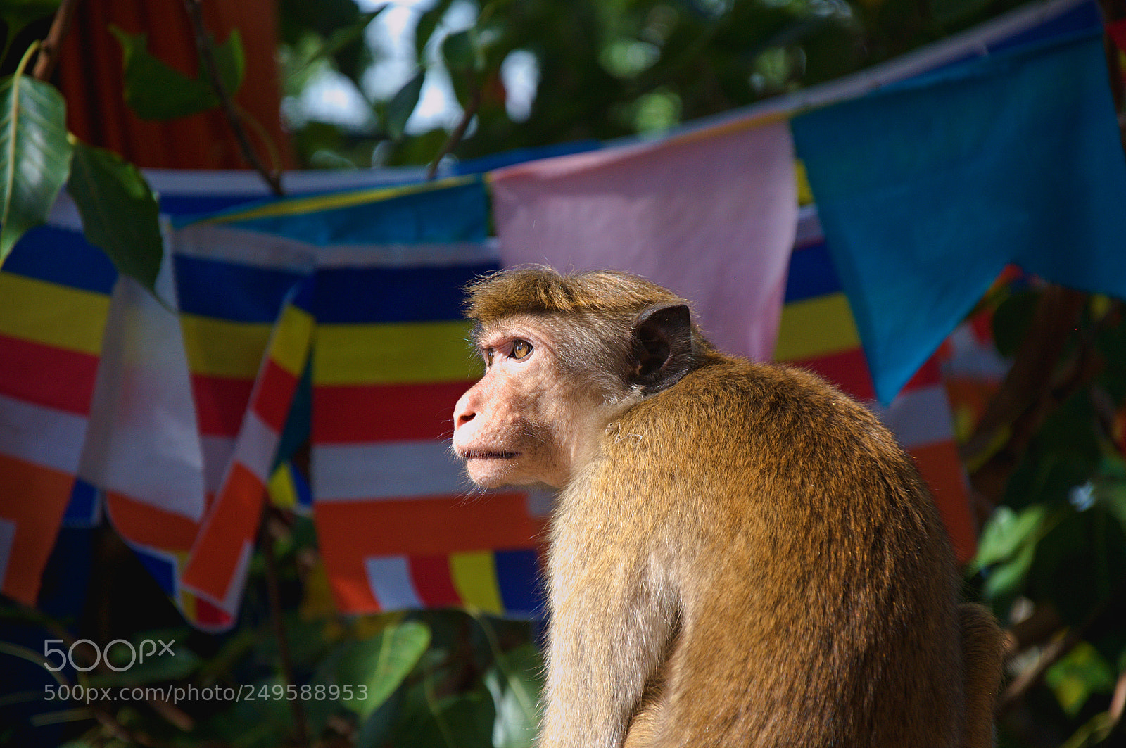 Nikon D90 sample photo. Monkey in temple photography