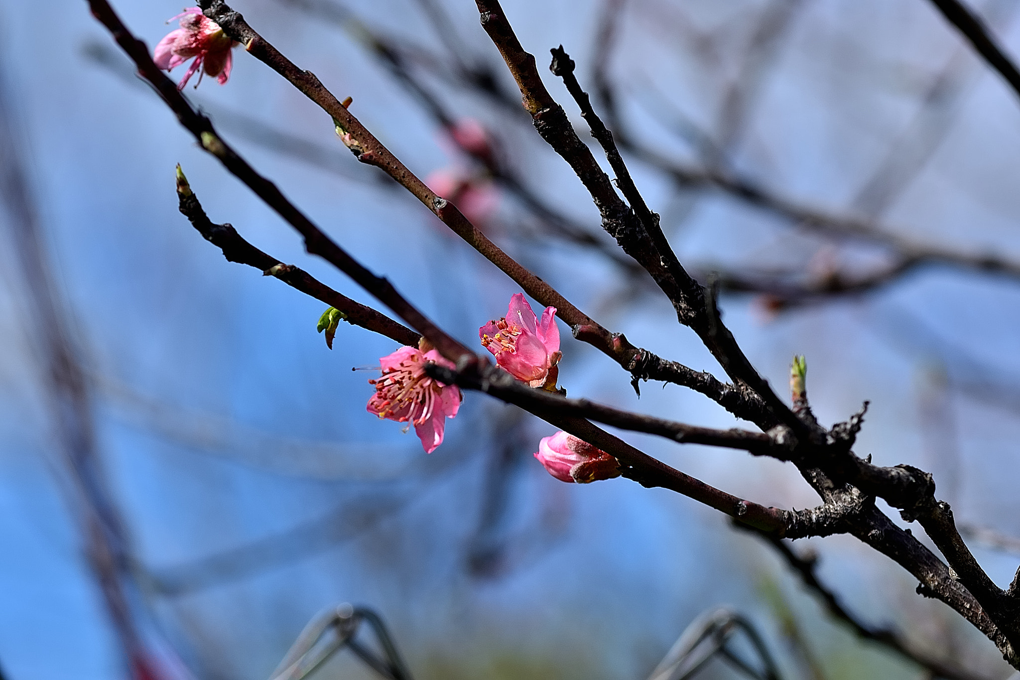 Sigma 105mm F2.8 EX DG OS HSM sample photo. Ds photography