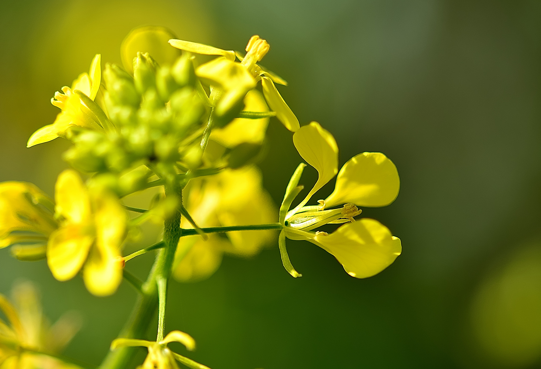 Sigma 105mm F2.8 EX DG OS HSM sample photo. Ds photography