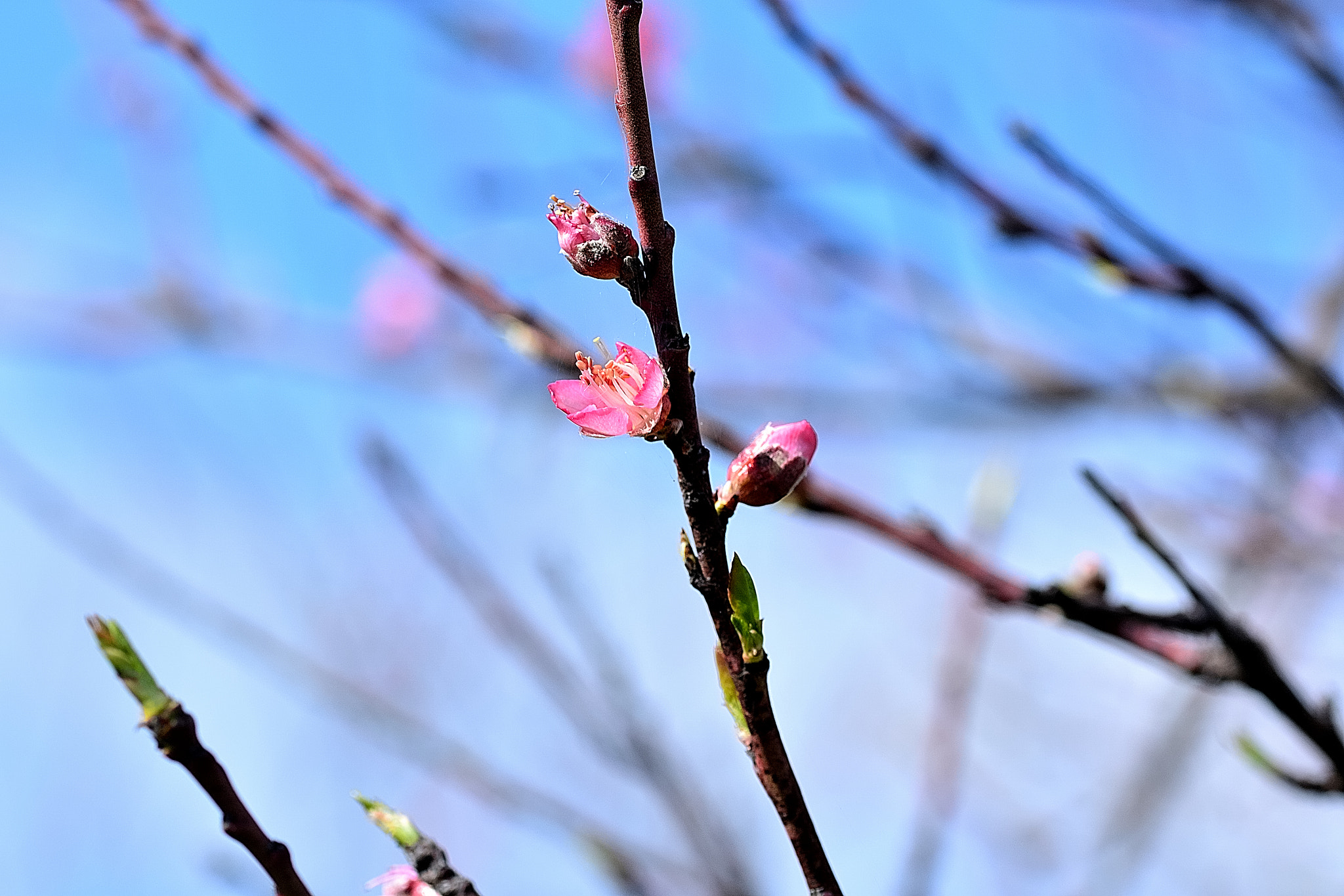 Sigma 105mm F2.8 EX DG OS HSM sample photo. Ds photography