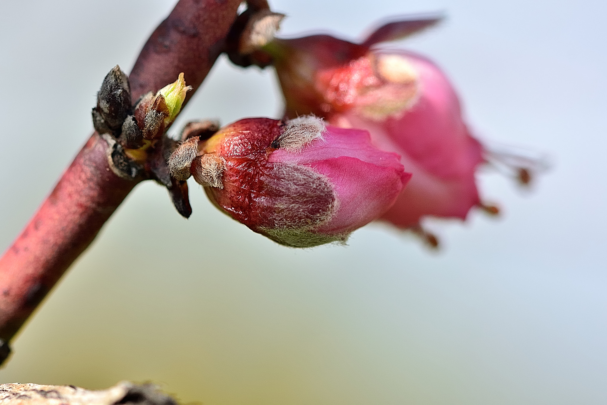 Sigma 105mm F2.8 EX DG OS HSM sample photo. Ds photography
