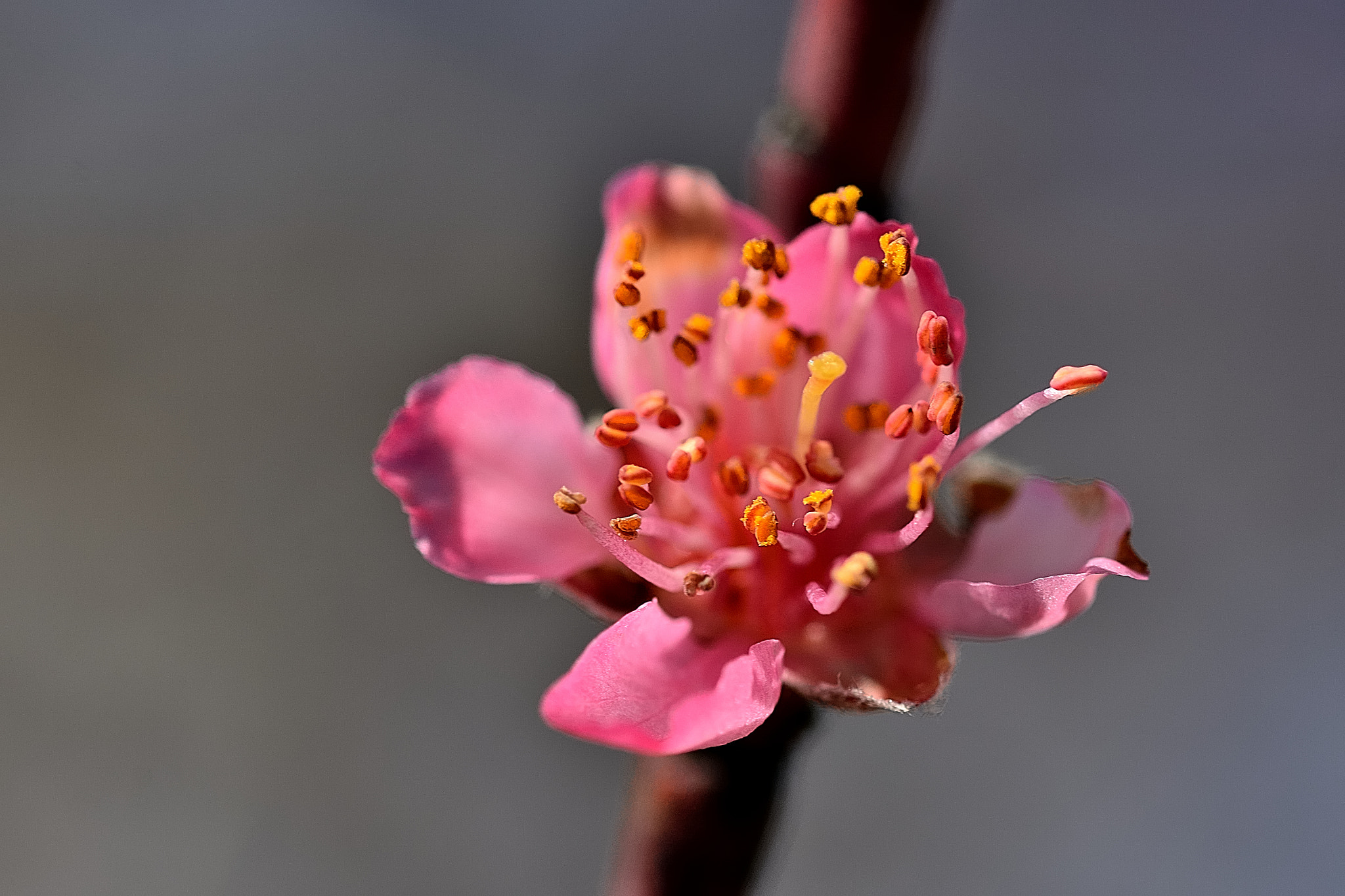 Sigma 105mm F2.8 EX DG OS HSM sample photo. Ds photography