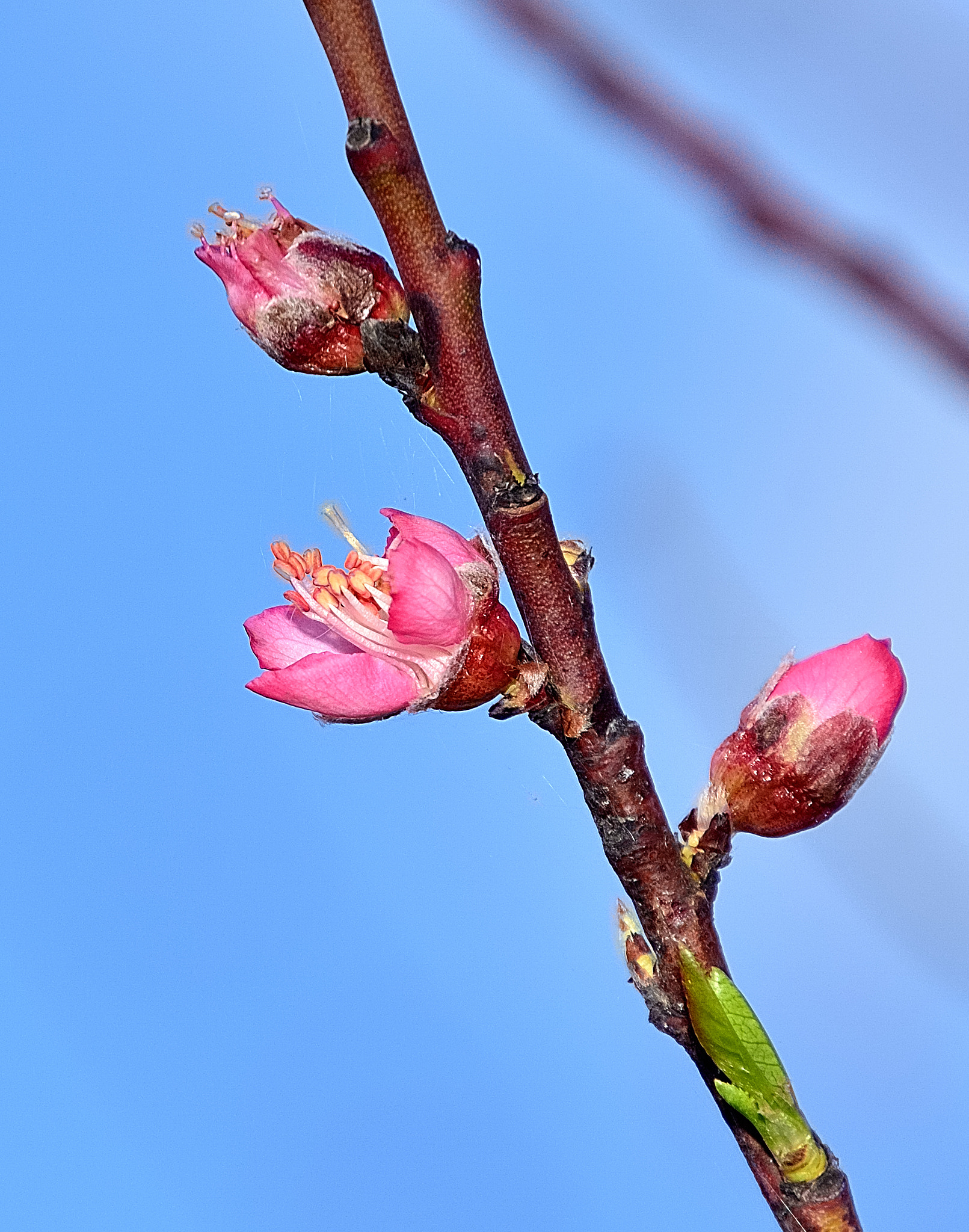 Nikon D7100 sample photo. Ds photography