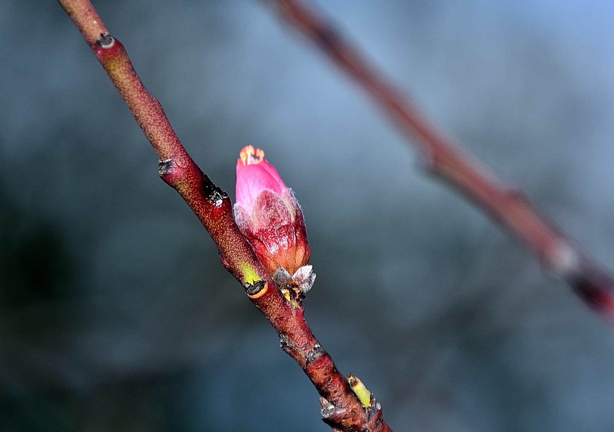 Nikon D7100 sample photo. Ds photography