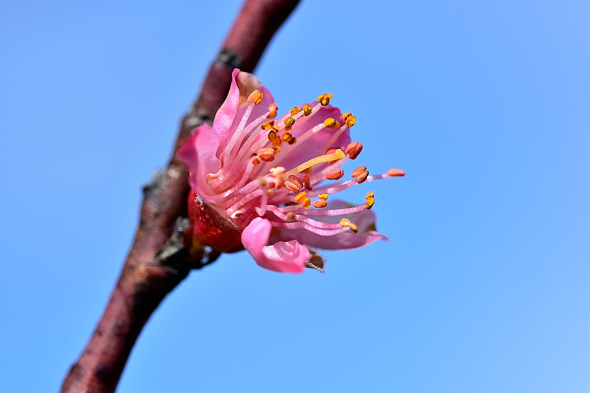 Sigma 105mm F2.8 EX DG OS HSM sample photo. Ds photography