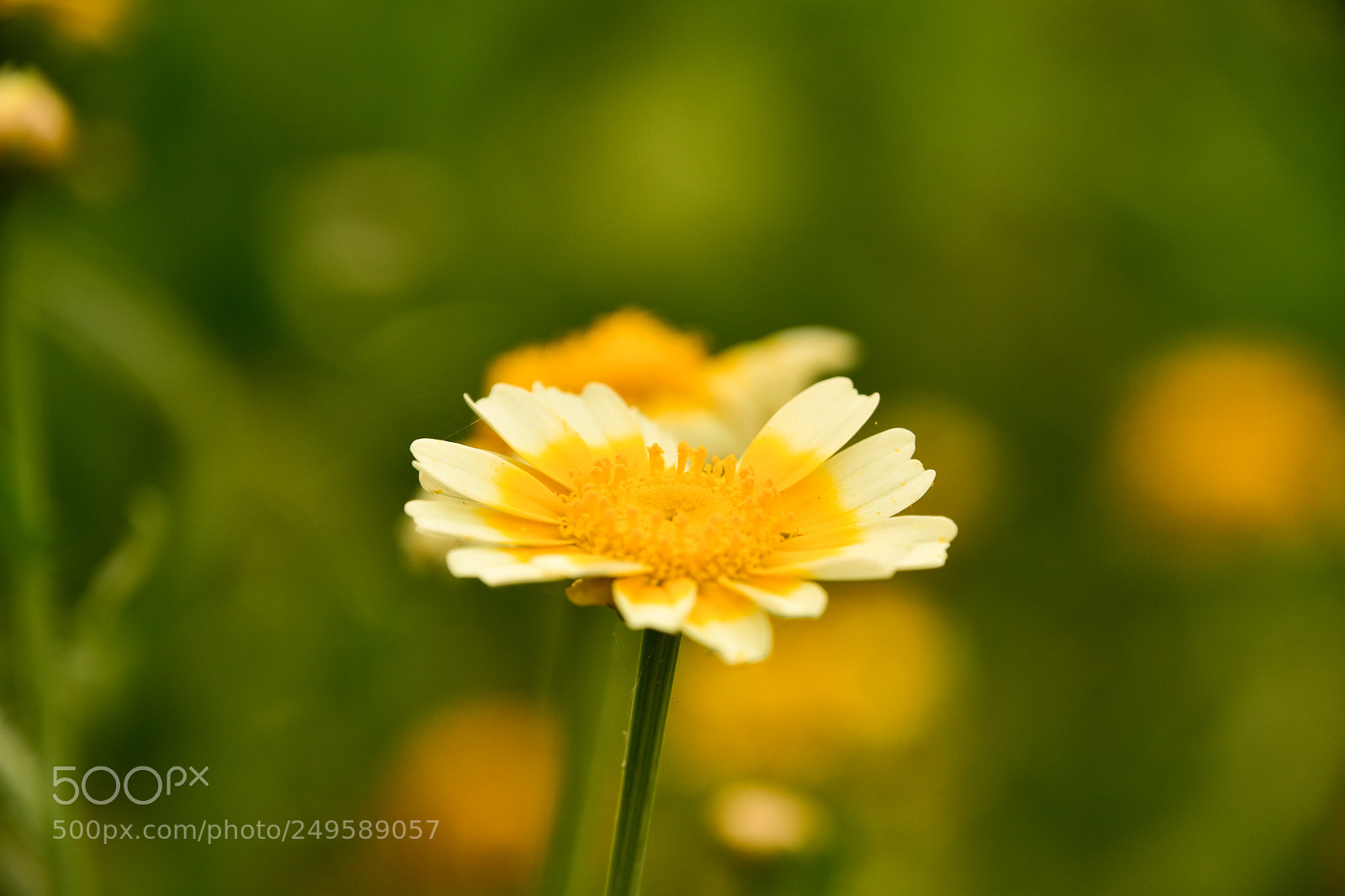 Nikon D7200 sample photo. Small yellow flowers photography