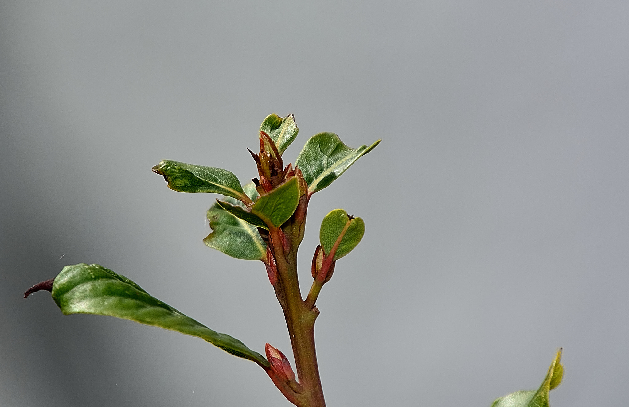 Nikon D7100 sample photo. Ds photography