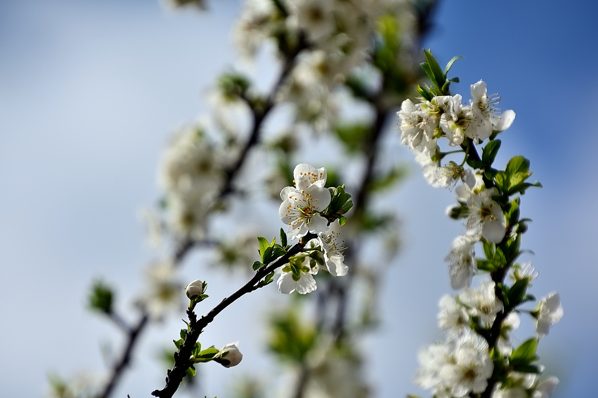 Nikon D7100 sample photo. Ds photography