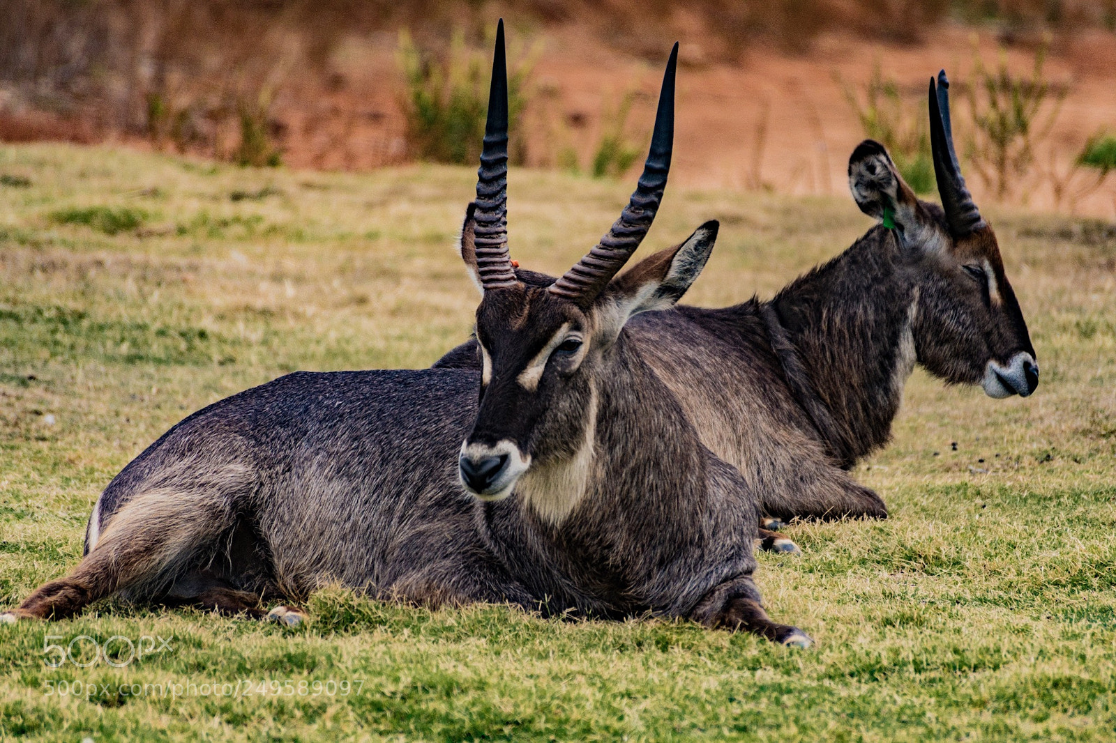 Sony a6300 sample photo. Waterbuck at werribee zoo photography
