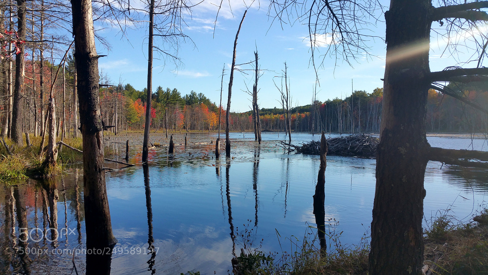 Samsung Galaxy Note4 sample photo. New england swamp photography