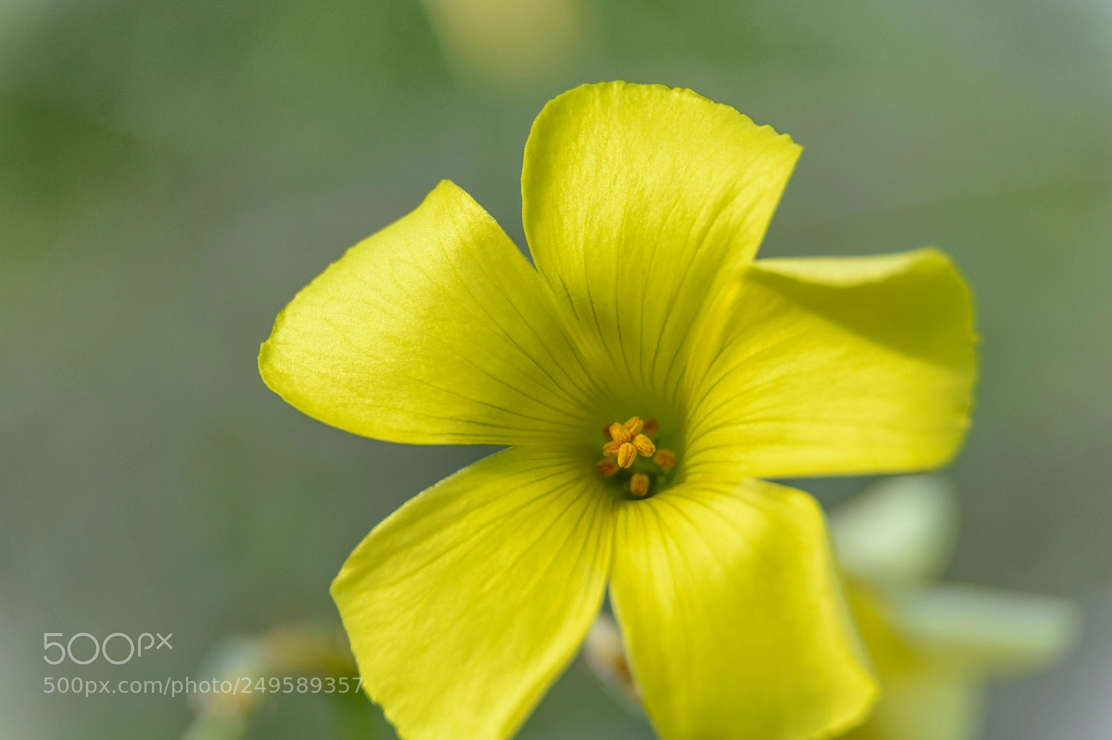 Nikon D7100 sample photo. Amarillo ..yellow .. photography