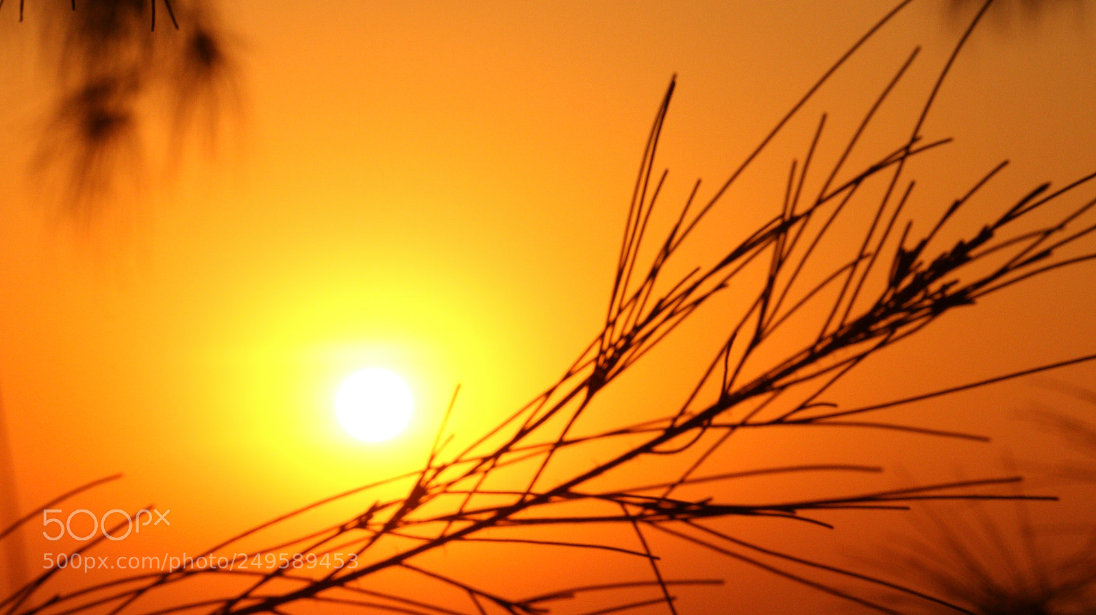 Canon EOS 70D sample photo. Lovely photography