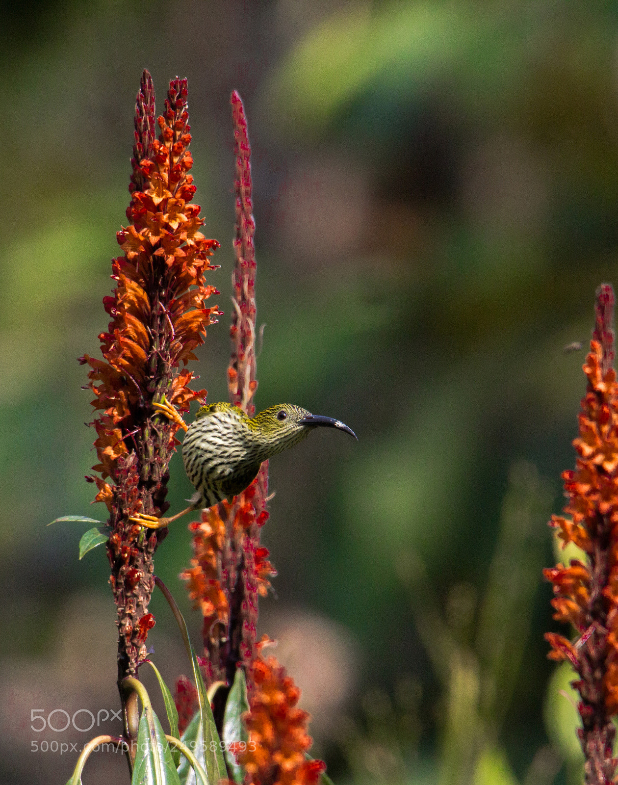 Canon EOS 1200D (EOS Rebel T5 / EOS Kiss X70 / EOS Hi) sample photo. Streaked spiderhunter. photography