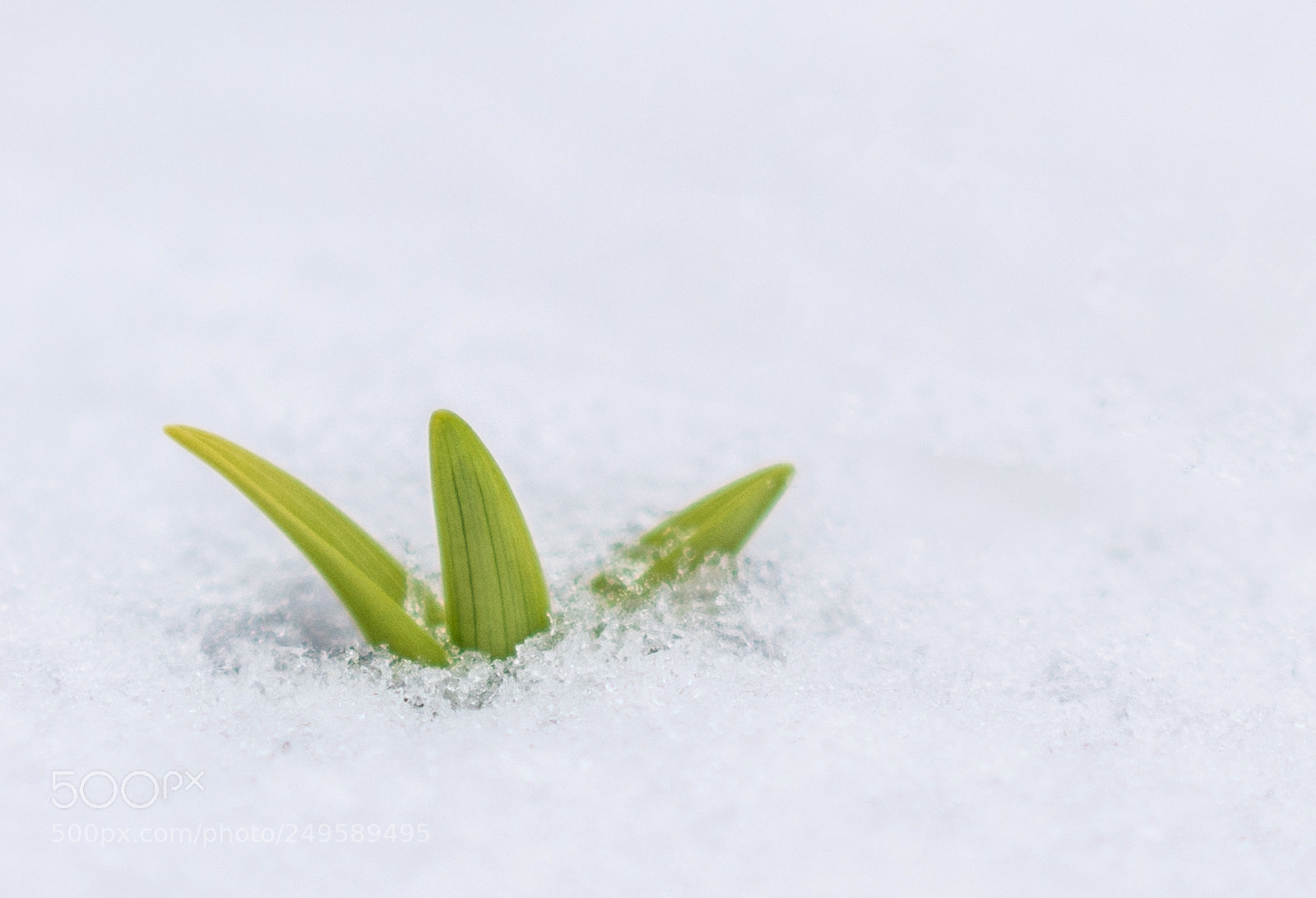 Sony a7R II sample photo. First snow of this photography