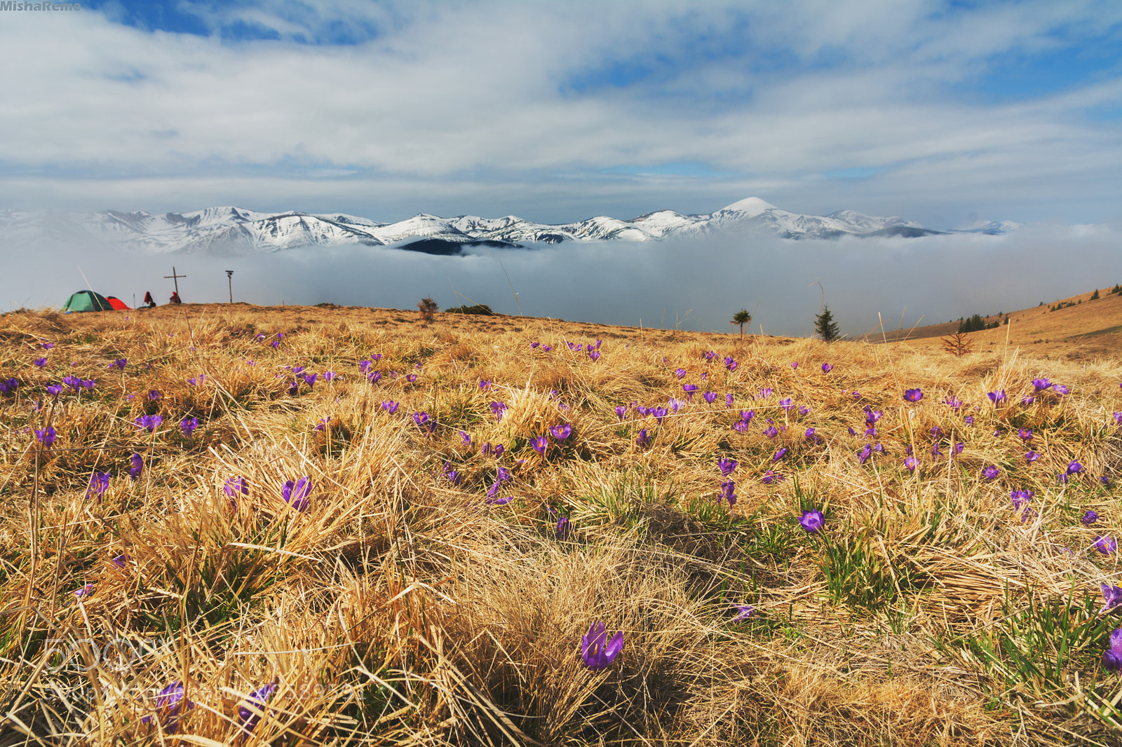 Nikon D7100 sample photo. Crocus flowers*** photography