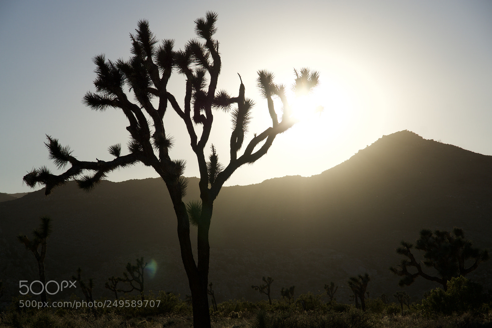 Sony ILCA-77M2 sample photo. Joshua tree photography