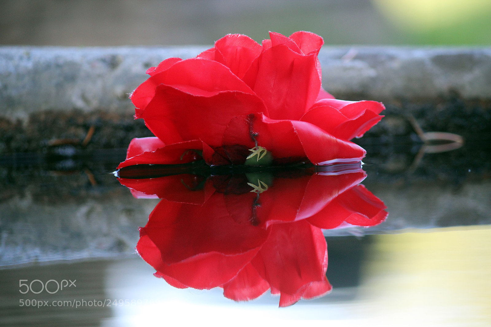 Canon EOS 600D (Rebel EOS T3i / EOS Kiss X5) sample photo. Water lilly photography