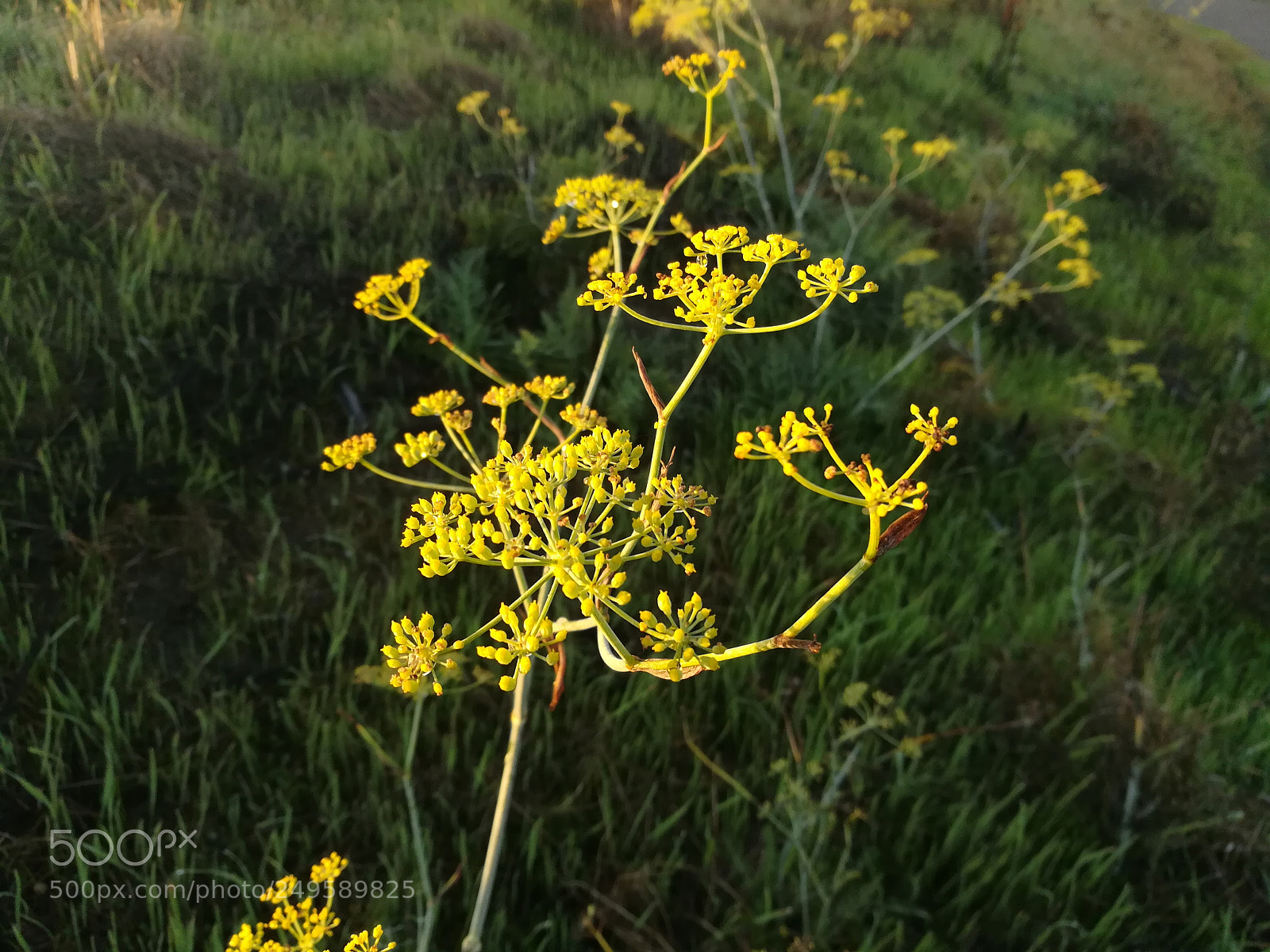 HUAWEI honor 6x sample photo. Flowers photography