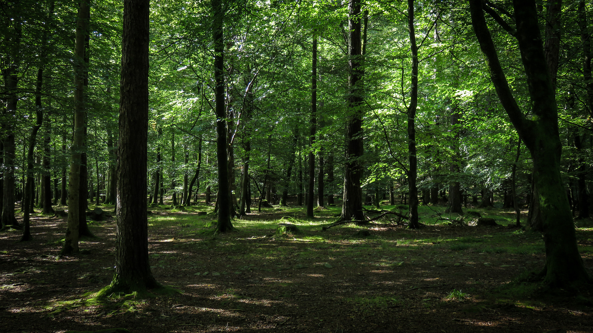 Canon PowerShot SX700 HS sample photo. Tollymore photography