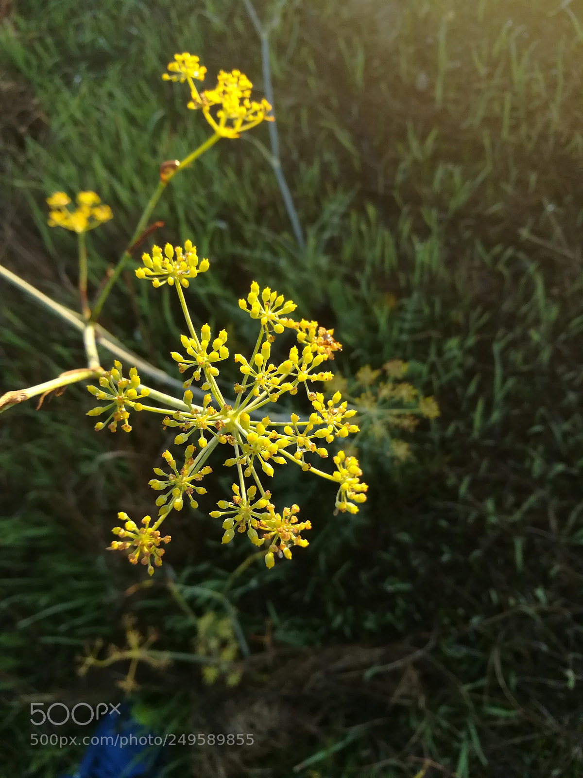 HUAWEI honor 6x sample photo. Flowers photography