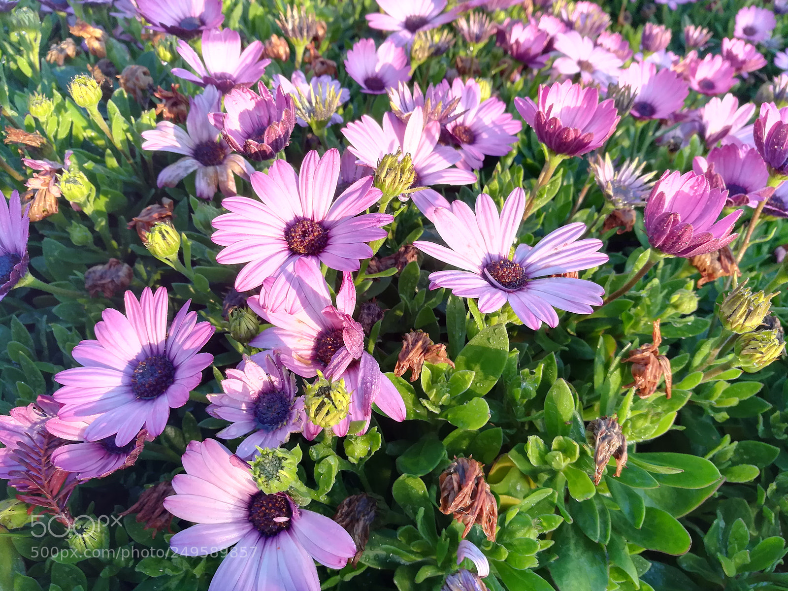 HUAWEI honor 6x sample photo. Flowers photography