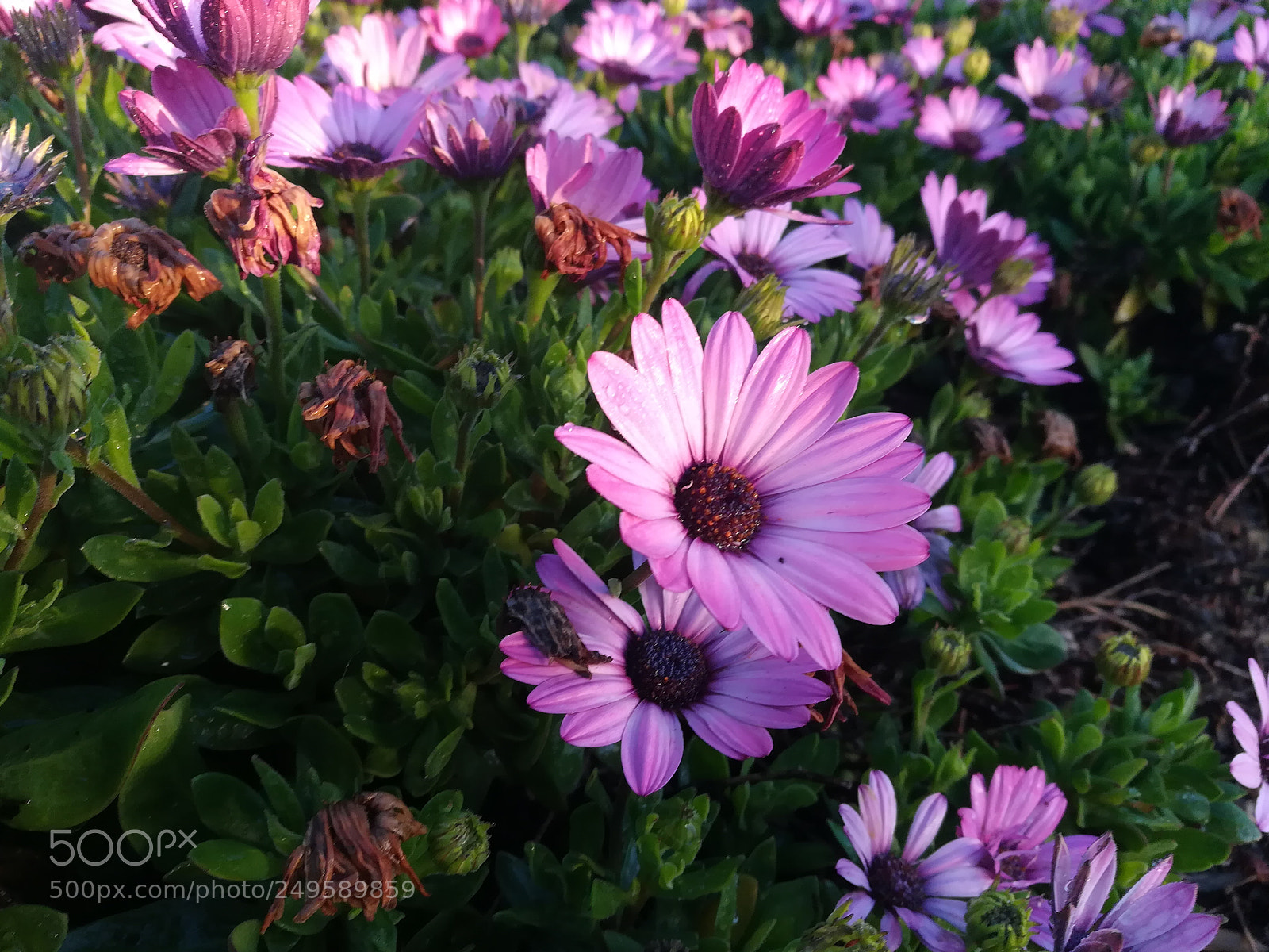 HUAWEI honor 6x sample photo. Flowers photography