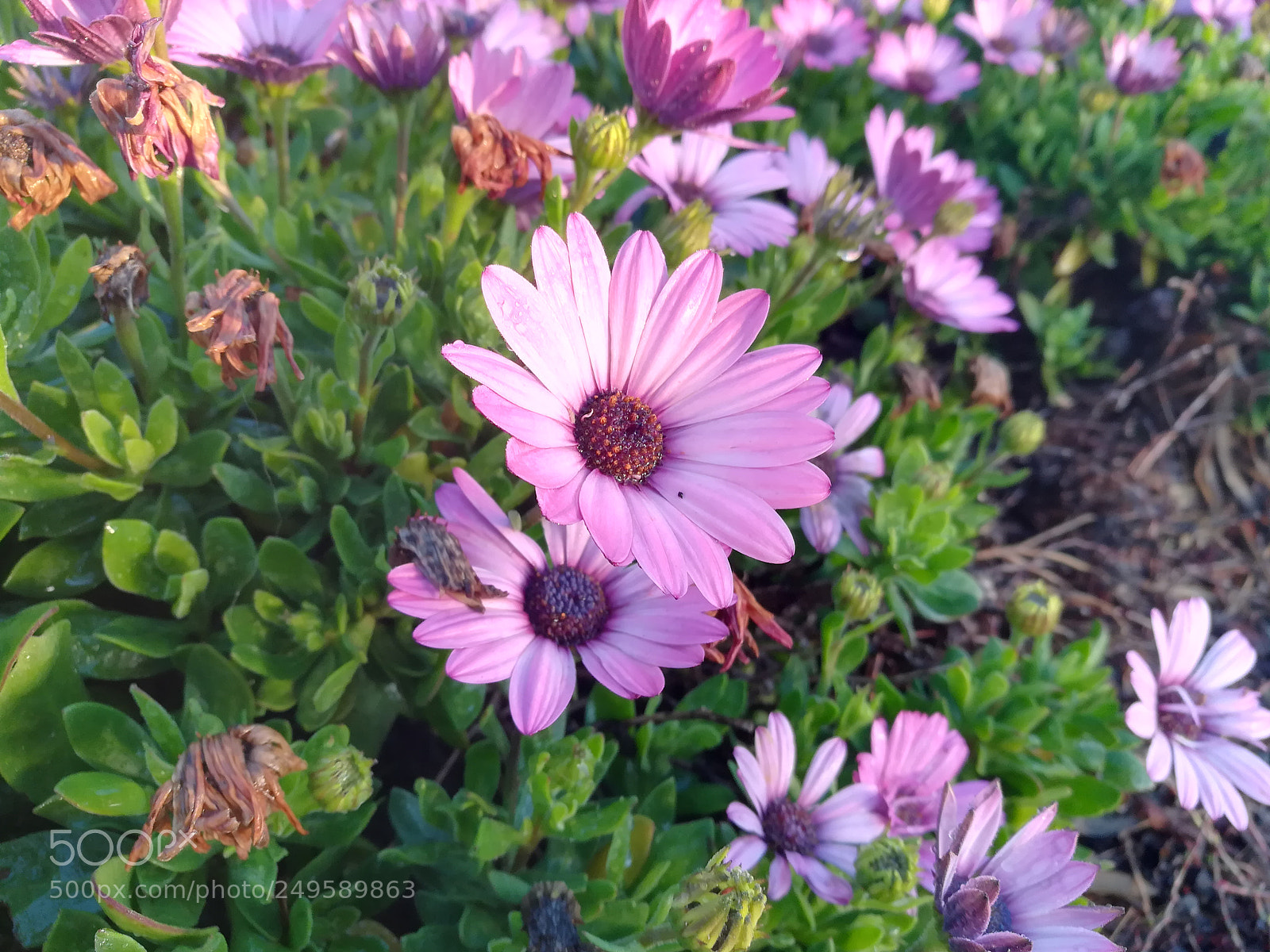 HUAWEI honor 6x sample photo. Flowers photography