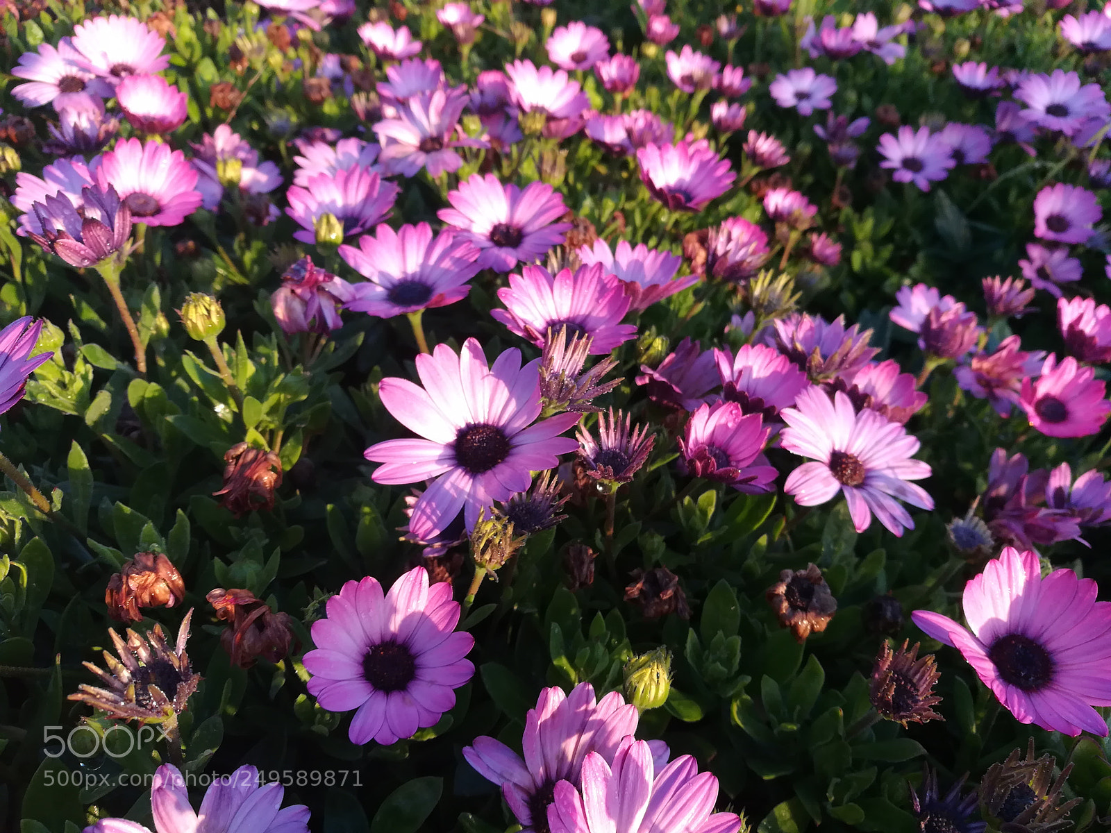 HUAWEI honor 6x sample photo. Flowers photography