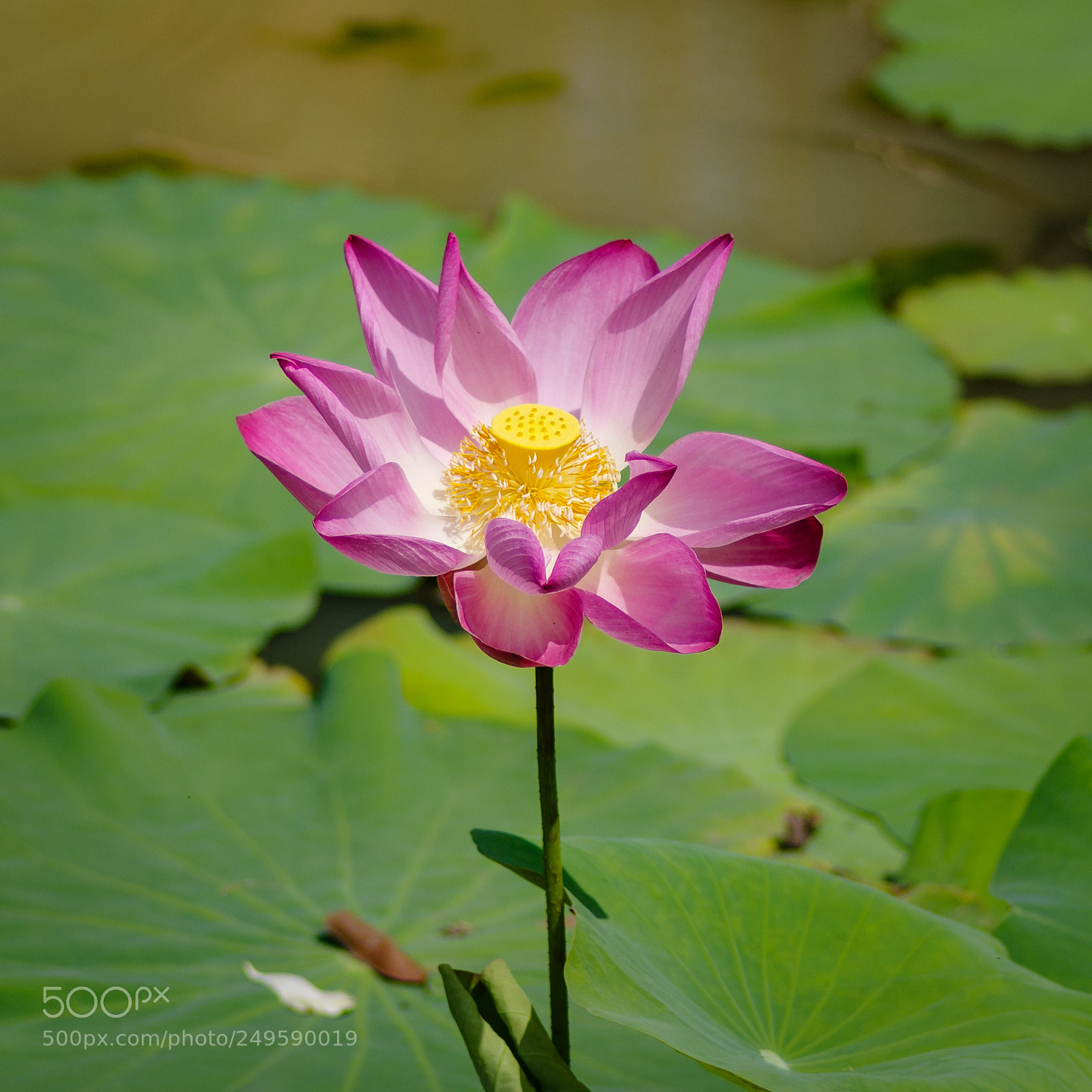 Pentax K-1 sample photo. Lotus photography