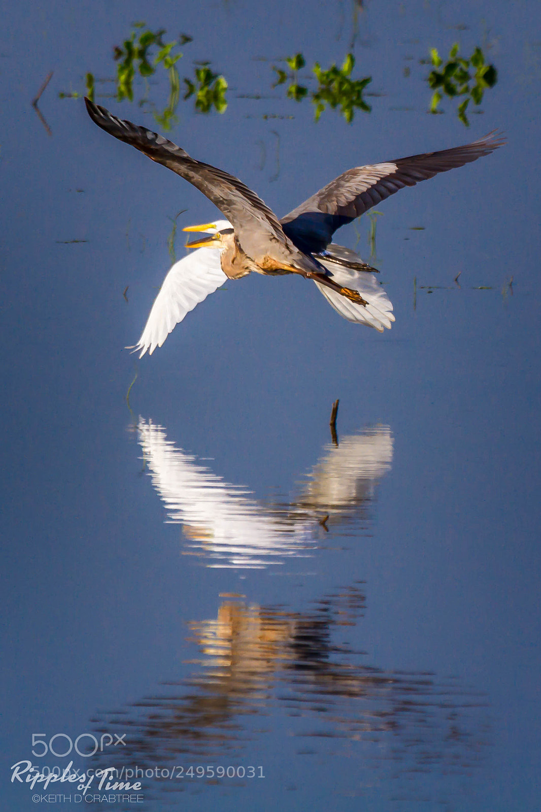Canon EOS 7D sample photo. A great x-wing factor photography