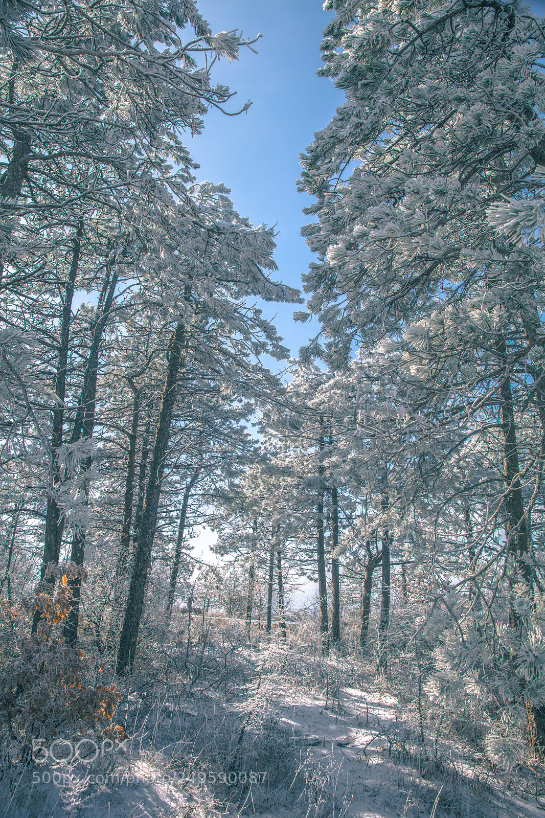 Canon EOS 5DS R sample photo. Last snow photography