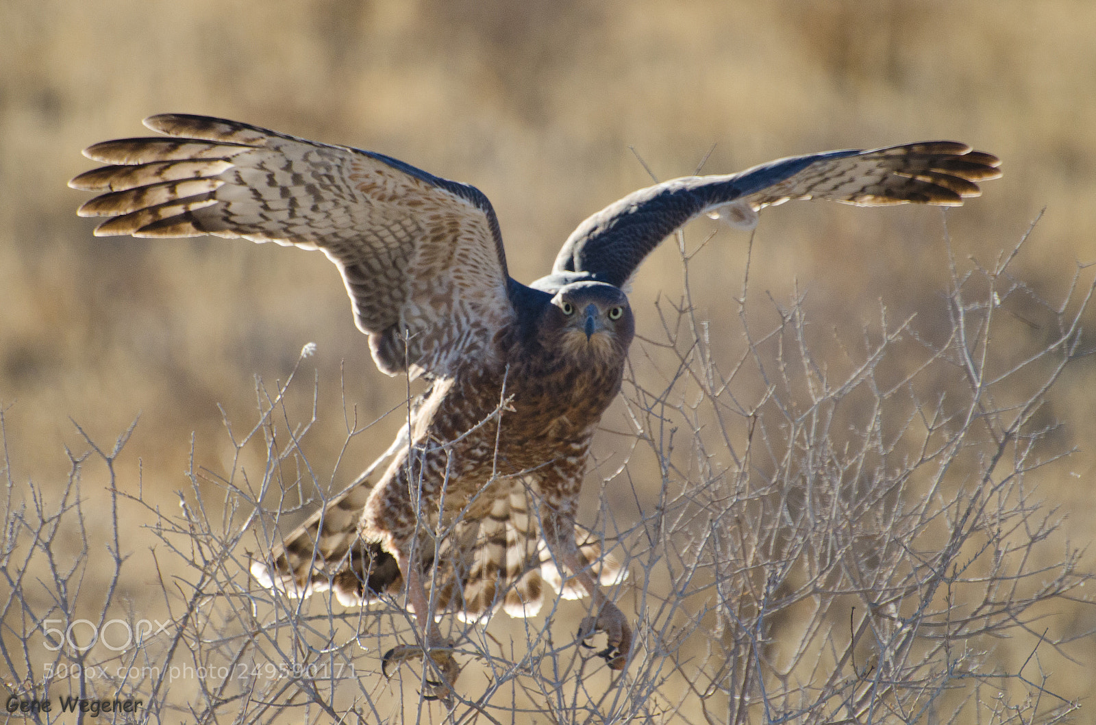 Nikon D5100 sample photo. Steppe buzzard photography