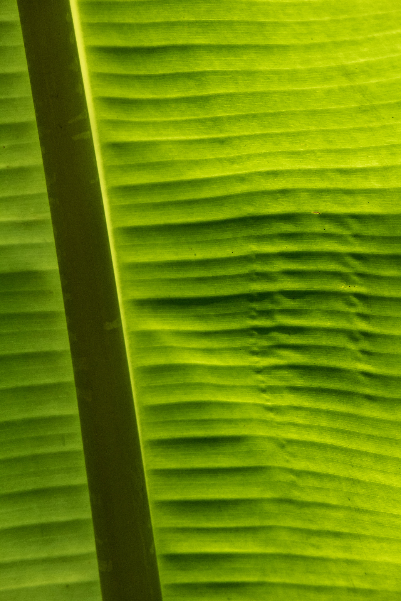 Canon EOS M2 sample photo. Banana leaf photography