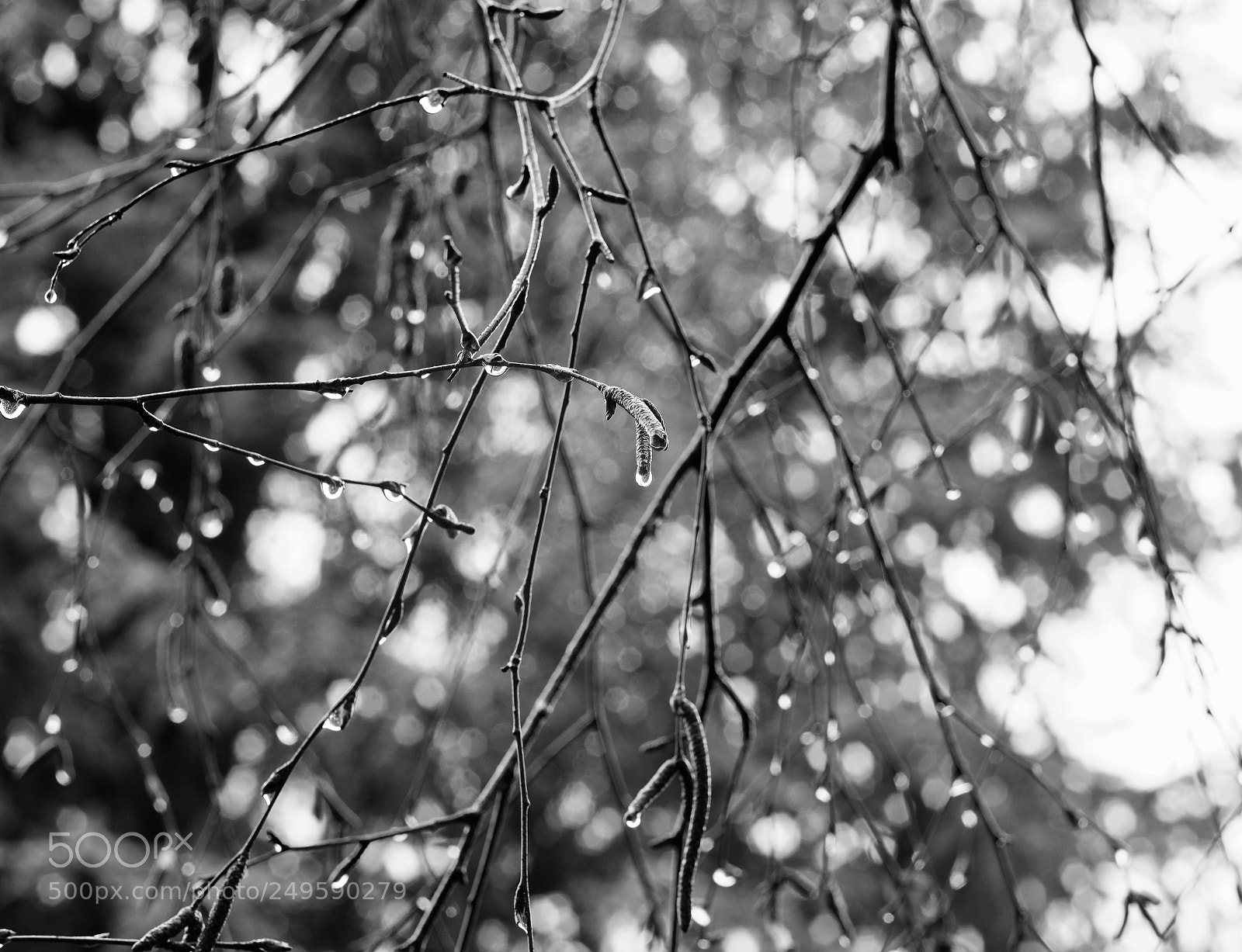 Fujifilm X-T2 sample photo. Wet day photography