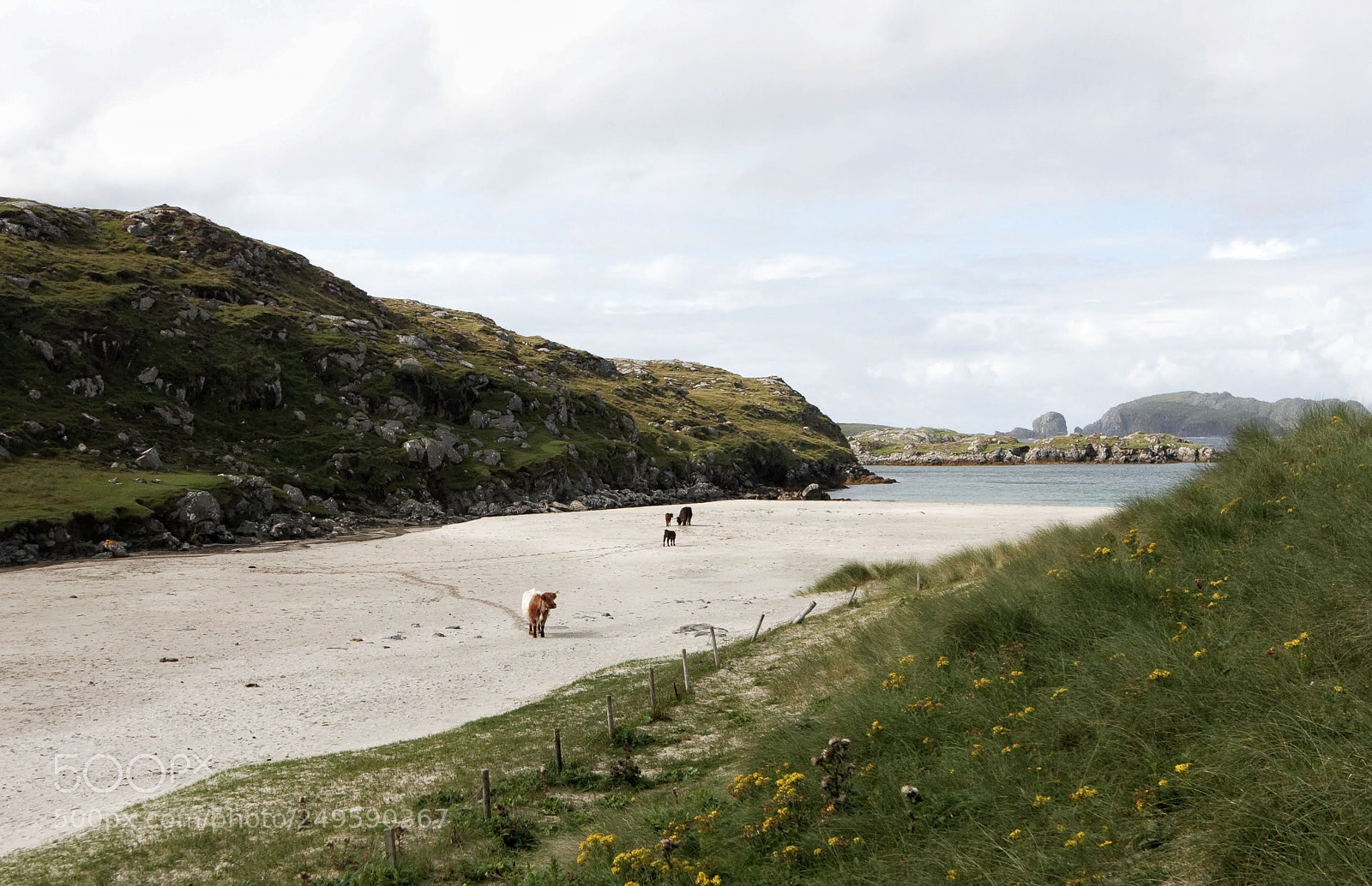 Canon EOS 40D sample photo. Beach cows photography